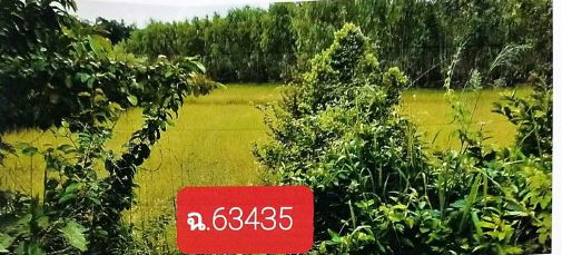 ขายทอดตลาด ที่ดินว่างเปล่า ต.สร้างถ่อ อ.เขื่องใน จ.อุบลราชธานี