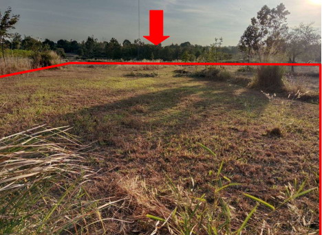 ขายทอดตลาด ที่ดินว่างเปล่า ต.หนองผือ อ.เขมราฐ จ.อุบลราชธานี