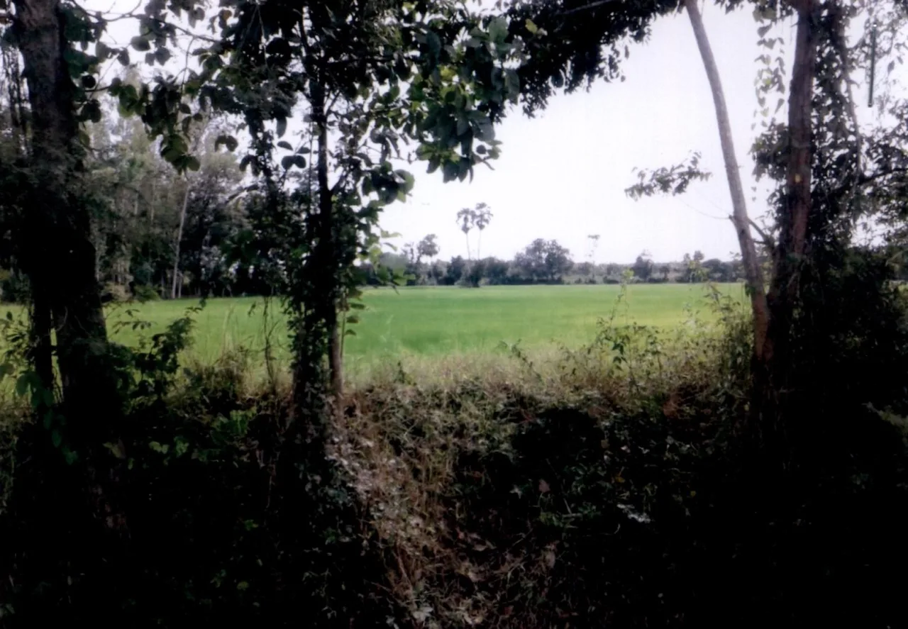 ขายทอดตลาด ที่ดินว่างเปล่า ต.ทุ่งพึ่ง อ.หนองขาหย่าง จ.อุทัยธานี