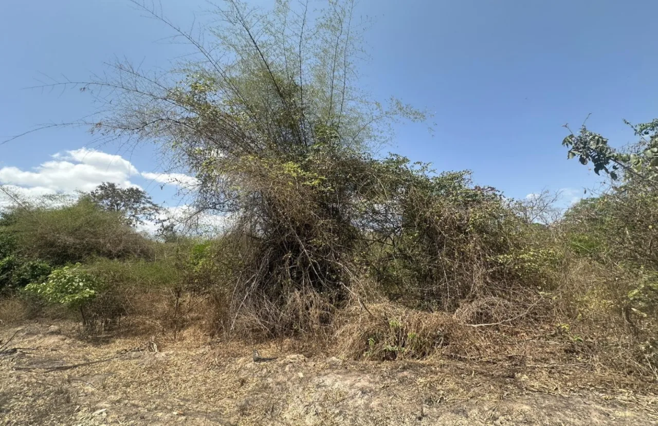 ขายทอดตลาด ที่ดินว่างเปล่า ต.หนองพังค่า อ.เมืองอุทัยธานี จ.อุทัยธานี