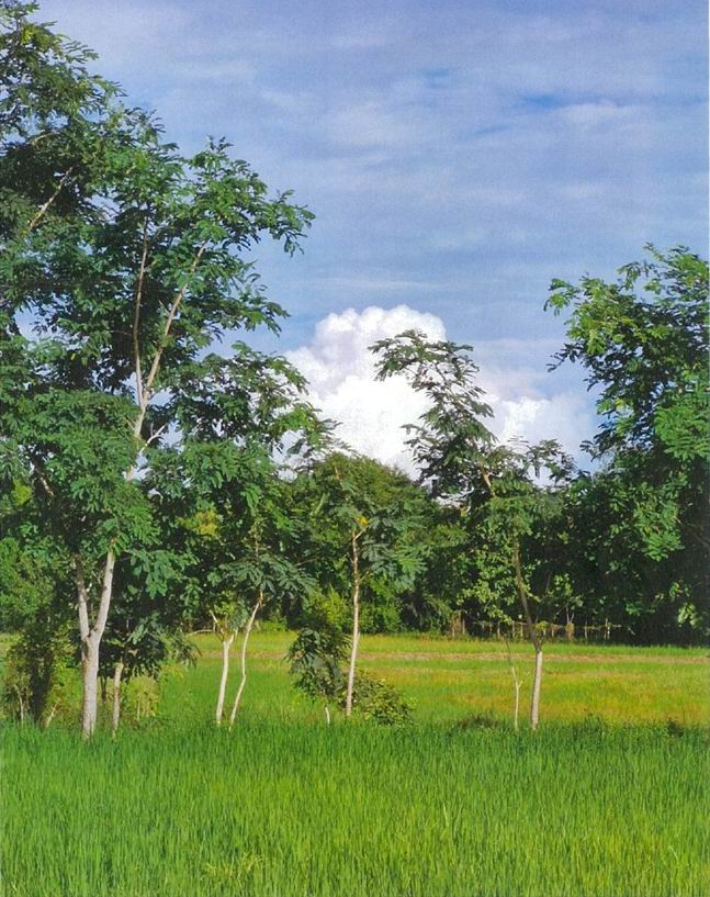ขายทอดตลาด ที่ดินว่างเปล่า ต.บ้านหว้า อ.เมืองขอนแก่น จ.ขอนแก่น