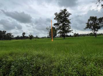 ขายทอดตลาด ที่ดินว่างเปล่า ต.โนนสวาง อ.กุดข้าวปุ้น จ.อุบลราชธานี