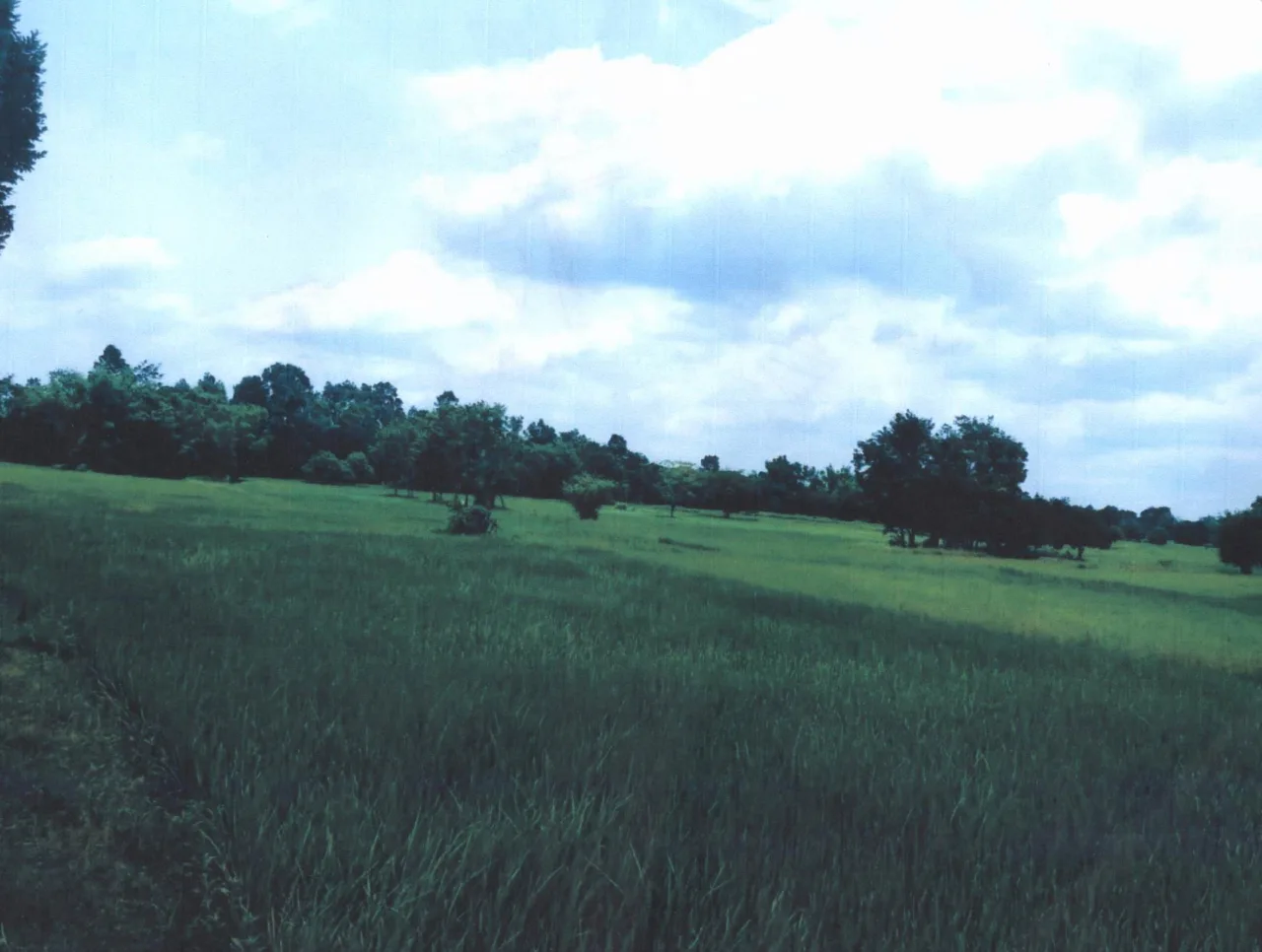 ขายทอดตลาด ที่ดินว่างเปล่า ต.โคกจาน อ.ตระการพืชผล จ.อุบลราชธานี