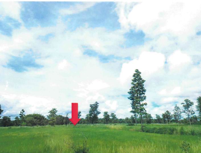 ขายทอดตลาด ที่ดินว่างเปล่า ต.หนองผือ อ.เขมราฐ จ.อุบลราชธานี