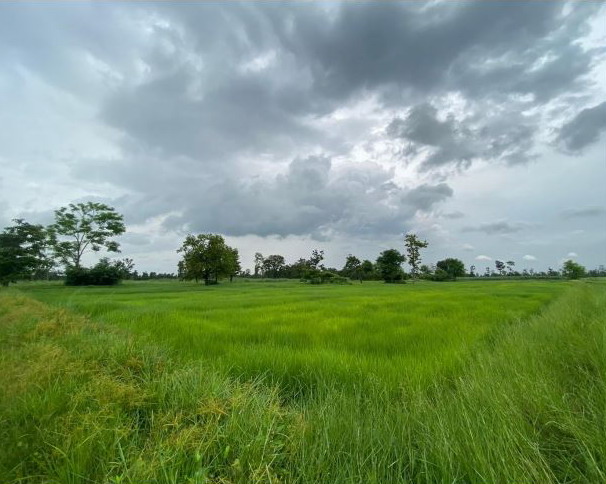 ขายทอดตลาด ที่ดินว่างเปล่า ต.ดงเย็น อ.บ้านดุง จ.อุดรธานี