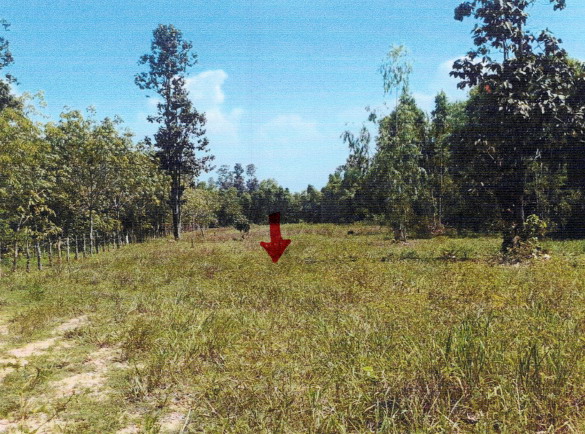 ขายทอดตลาด ที่ดินว่างเปล่า ต.สำโรง อ.ตาลสุม จ.อุบลราชธานี