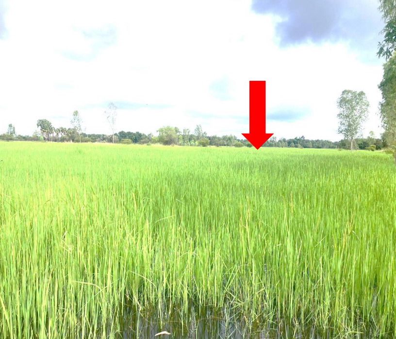 ขายทอดตลาด ที่ดินว่างเปล่า ต.หนองบ่อ อ.เมืองอุบลราชธานี จ.อุบลราชธานี