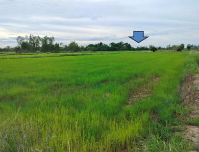 ขายทอดตลาด ที่ดินว่างเปล่า ต.เมืองเพีย อ.กุดจับ จ.อุดรธานี