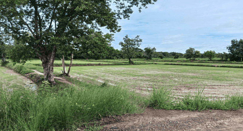 ขายทอดตลาด ที่ดินว่างเปล่า ต.นาคำใหญ่ อ.เขื่องใน จ.อุบลราชธานี