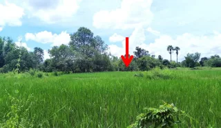รูปทรัพย์ 2