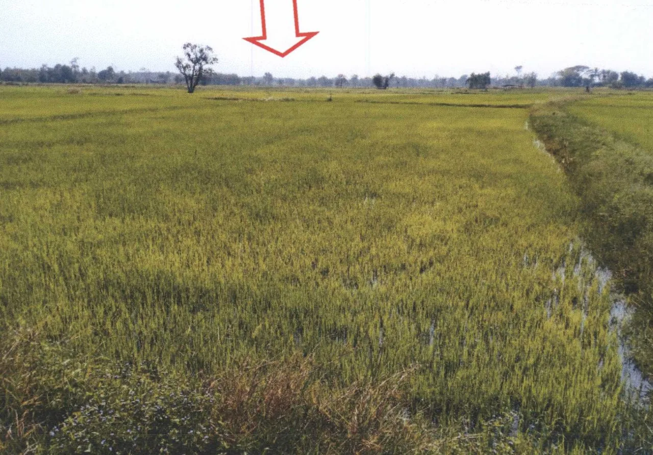 ขายทอดตลาด ที่ดินว่างเปล่า ต.กุดชมภู อ.พิบูลมังสาหาร จ.อุบลราชธานี