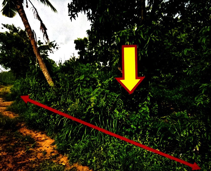 ขายทอดตลาด ที่ดินว่างเปล่า จ.พิษณุโลก
