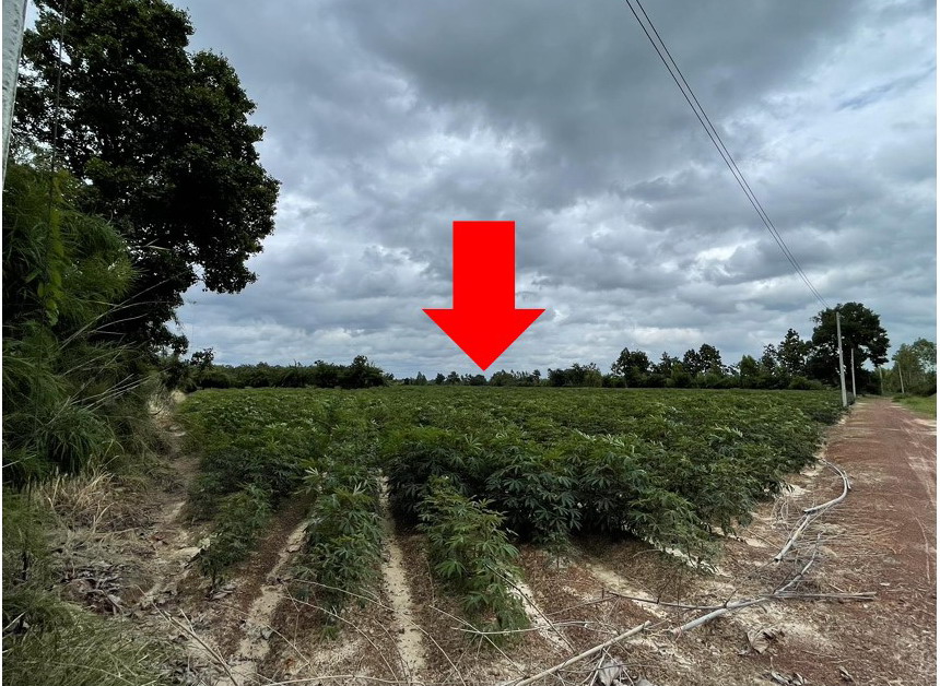 ขายทอดตลาด ที่ดินว่างเปล่า ต.ห้วยฝ้ายพัฒนา อ.ตระการพืชผล จ.อุบลราชธานี