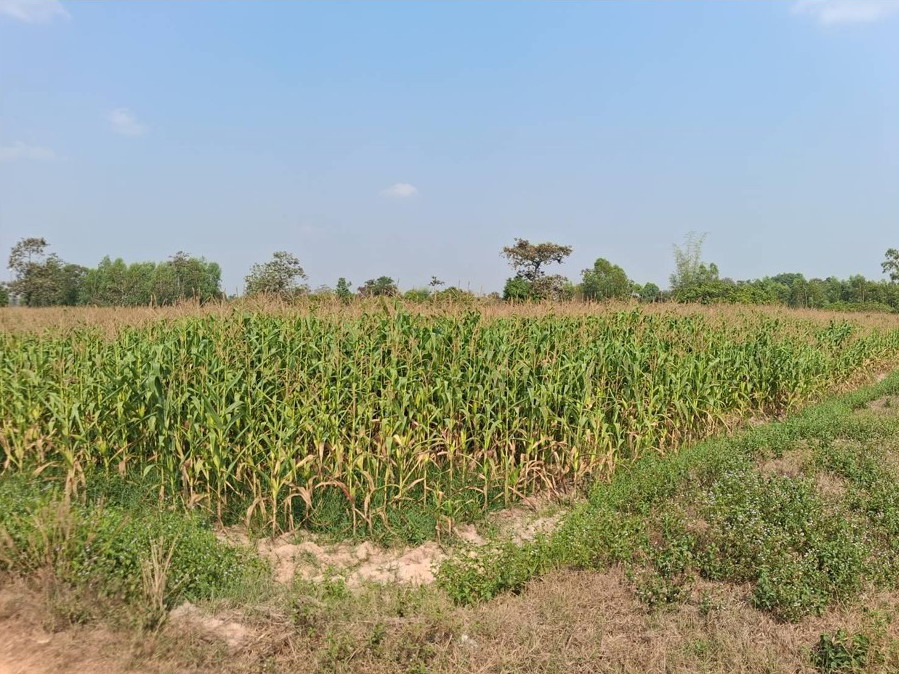 ขายทอดตลาด ที่ดินว่างเปล่า ต.หนองเหล่า อ.ม่วงสามสิบ จ.อุบลราชธานี