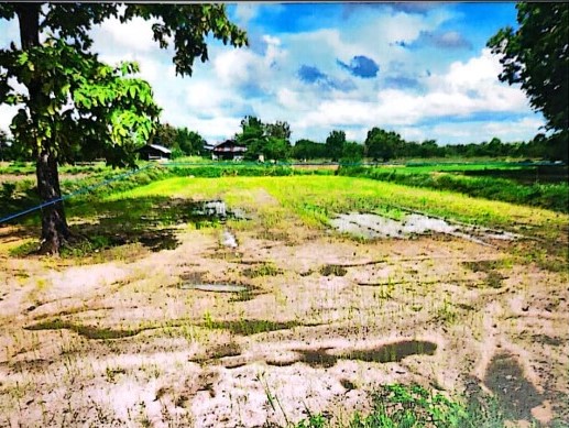 ขายทอดตลาด ที่ดินว่างเปล่า ต.โคกสว่าง อ.สำโรง จ.อุบลราชธานี