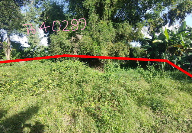 ขายทอดตลาด ที่ดินว่างเปล่า ต.แจระแม อ.เมืองอุบลราชธานี จ.อุบลราชธานี