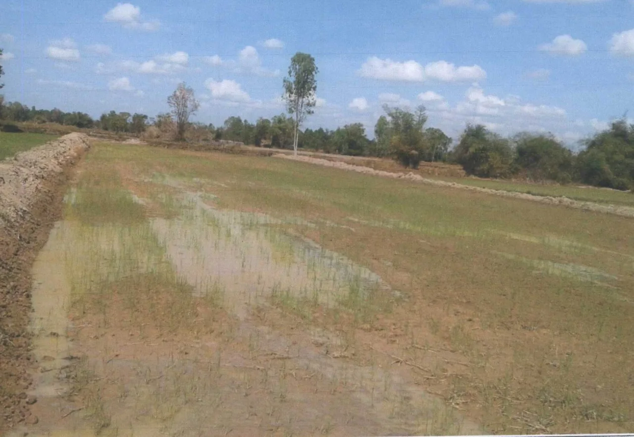 ขายทอดตลาด ที่ดินว่างเปล่า ต.หนองบัวฮี อ.พิบูลมังสาหาร จ.อุบลราชธานี