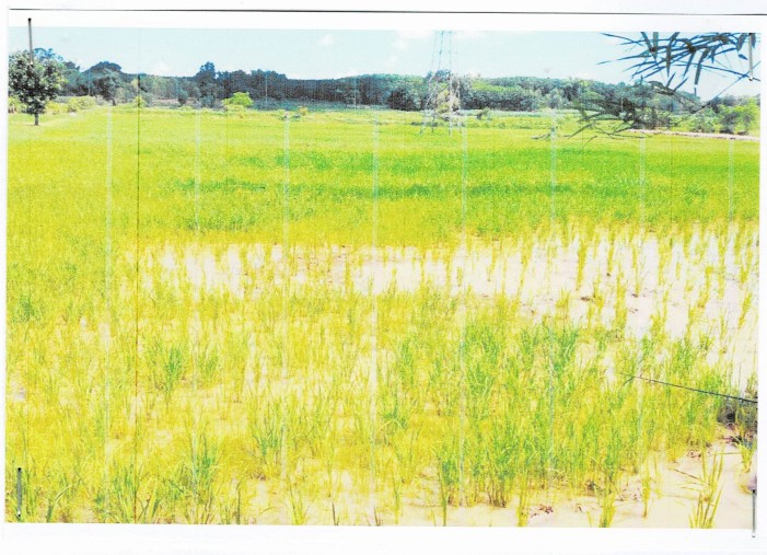 ขายทอดตลาด ที่ดินว่างเปล่า ต.นาชุมแสง อ.ทุ่งฝน จ.อุดรธานี
