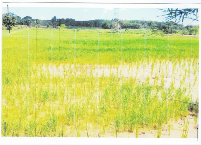 ขายทอดตลาด ที่ดินว่างเปล่า ต.นาชุมแสง อ.ทุ่งฝน จ.อุดรธานี