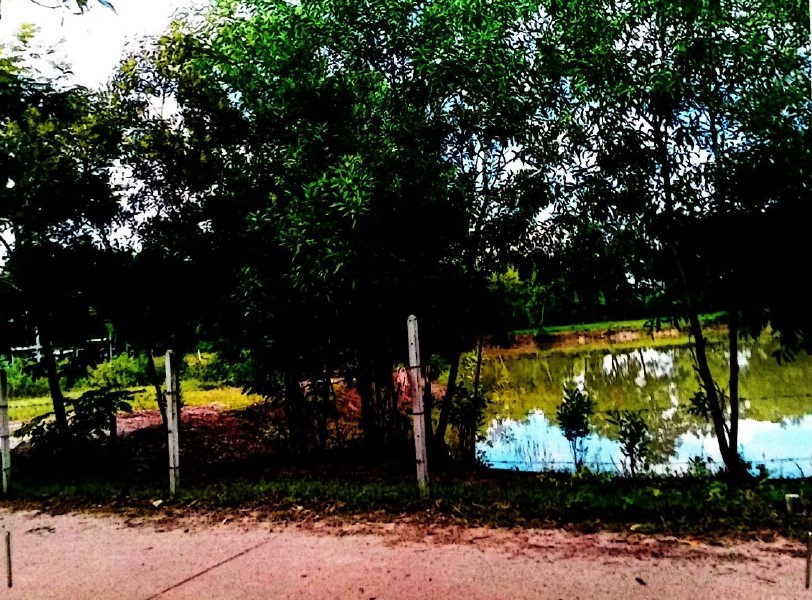 ขายทอดตลาด ที่ดินว่างเปล่า ต.ห้วยสามพาด อ.ประจักษ์ศิลปาคม จ.อุดรธานี