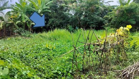 ขายทอดตลาด ที่ดินว่างเปล่า ต.น้ำพ่น อ.หนองวัวซอ จ.อุดรธานี