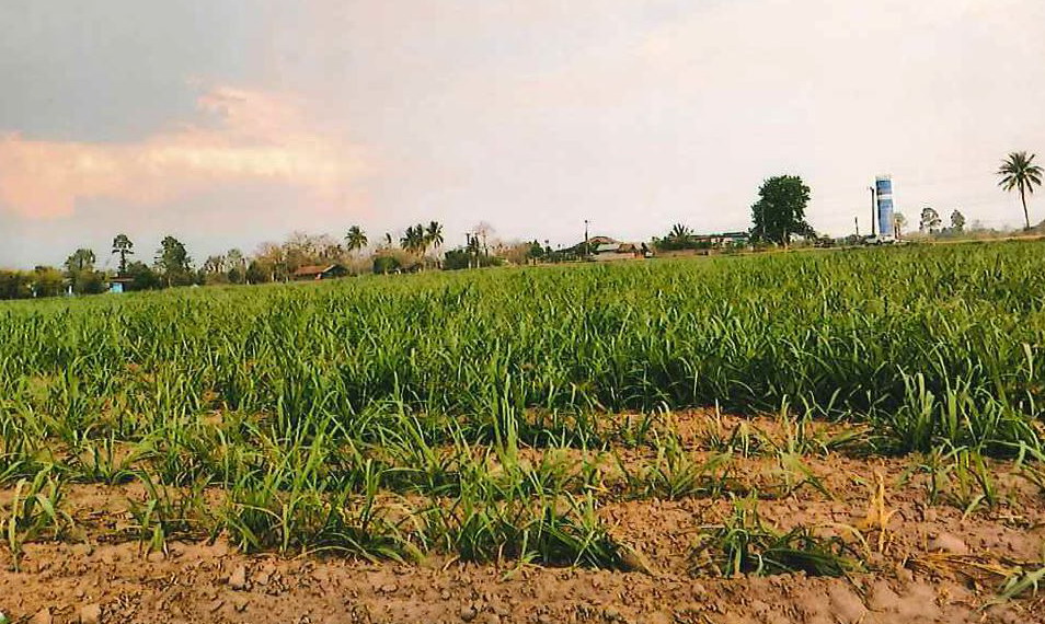 ขายทอดตลาด ที่ดินว่างเปล่า ต.หนองไฮ อ.เมืองอุดรธานี จ.อุดรธานี
