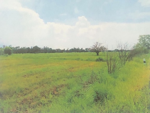 ขายทอดตลาด ที่ดินว่างเปล่า ต.บ้านธาตุ อ.เพ็ญ จ.อุดรธานี