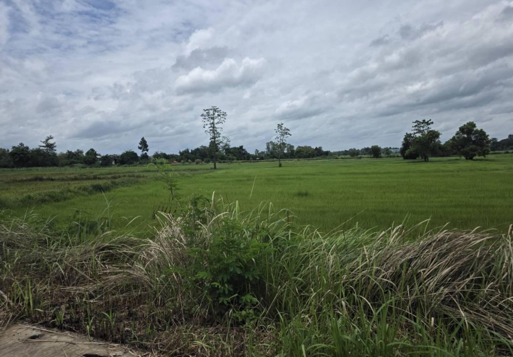 ขายทอดตลาด ที่ดินว่างเปล่า ต.โนนหวาย อ.หนองวัวซอ จ.อุดรธานี