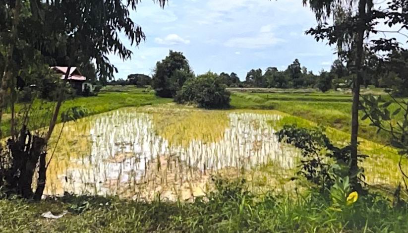 ขายทอดตลาด ที่ดินว่างเปล่า ต.นาทม อ.ทุ่งฝน จ.อุดรธานี