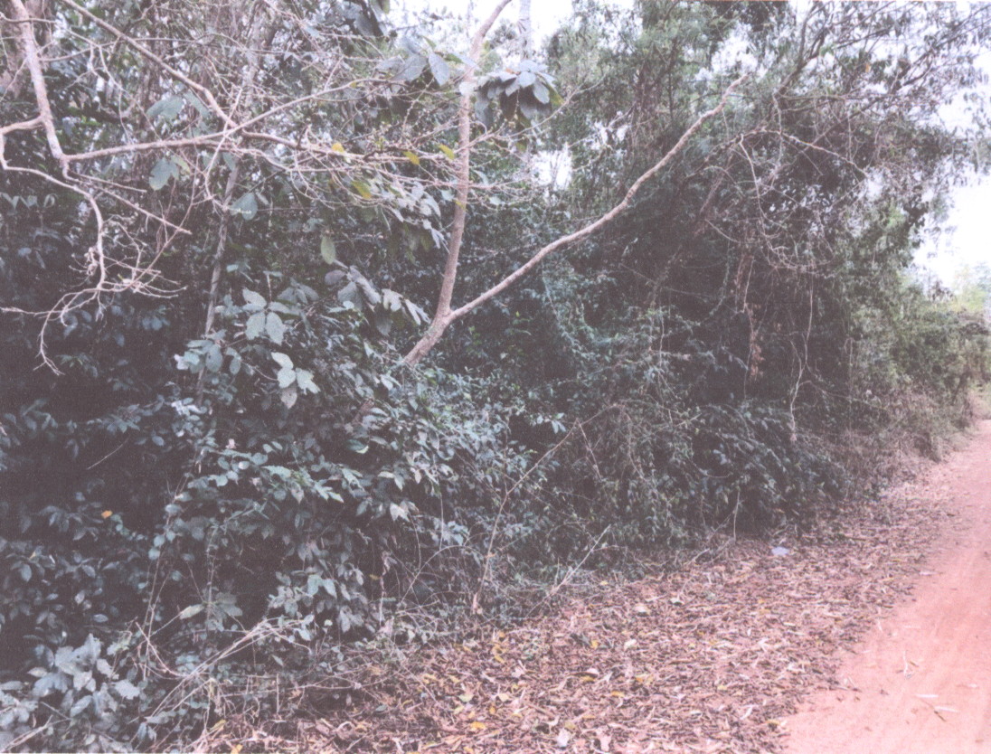 ขายทอดตลาด ที่ดินว่างเปล่า ต.บ้านธาตุ อ.เพ็ญ จ.อุดรธานี