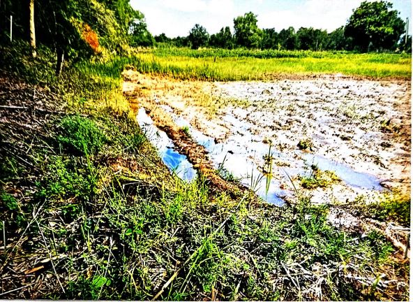 ขายทอดตลาด ที่ดินว่างเปล่า ต.หนองหาน อ.หนองหาน จ.อุดรธานี