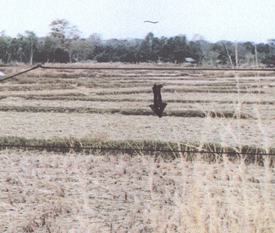 ขายทอดตลาด ที่ดินว่างเปล่า ต.โพนงาม อ.หนองหาน จ.อุดรธานี