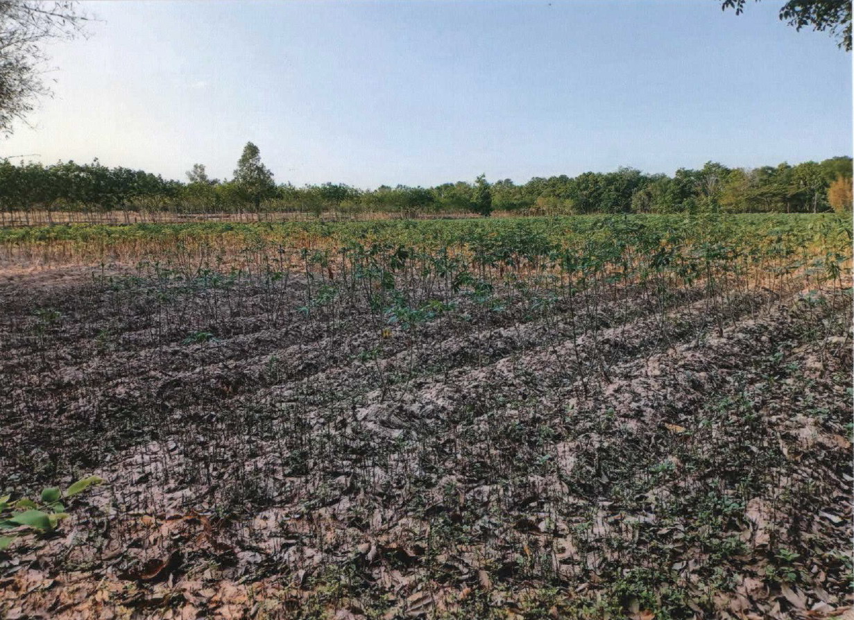 ขายทอดตลาด ที่ดินว่างเปล่า ต.หนองเม็ก อ.หนองหาน จ.อุดรธานี
