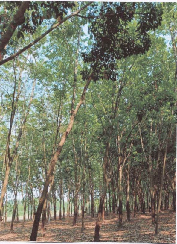 ขายทอดตลาด ที่ดินพร้อมสิ่งปลูกสร้าง ต.ตาลเลียน อ.กุดจับ จ.อุดรธานี