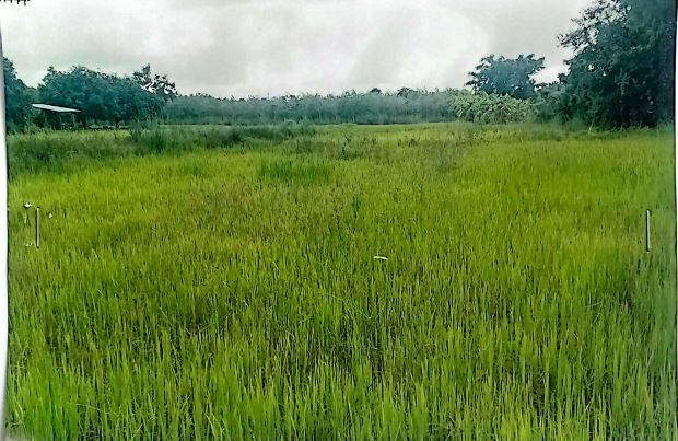 ขายทอดตลาด ที่ดินว่างเปล่า ต.บ้านธาตุ อ.เพ็ญ จ.อุดรธานี