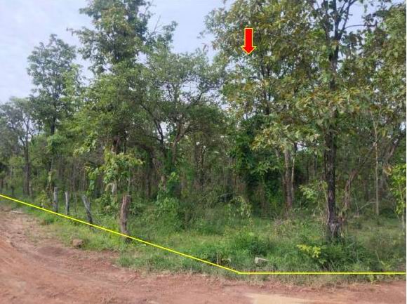 ขายทอดตลาด ที่ดินว่างเปล่า ต.ทุ่งใหญ่ อ.ทุ่งฝน จ.อุดรธานี