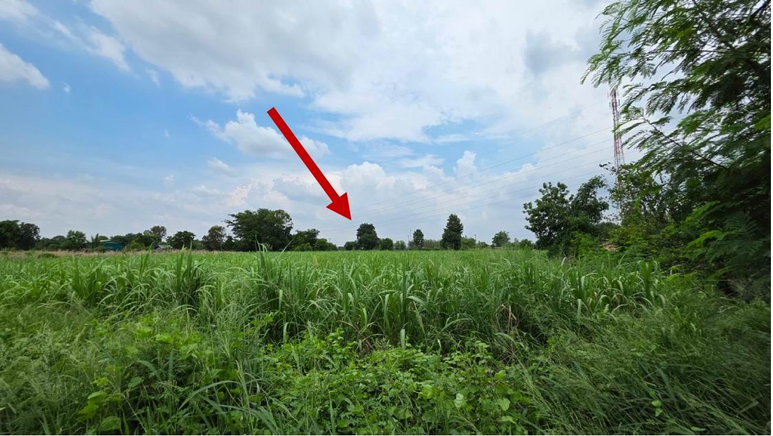 ขายทอดตลาด ที่ดินว่างเปล่า ต.บ้านขาม อ.จัตุรัส จ.ชัยภูมิ