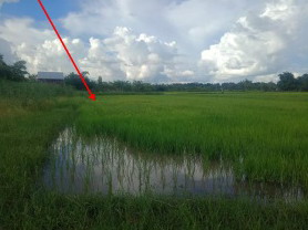 ขายทอดตลาด ที่ดินว่างเปล่า ต.โพนงาม อ.กมลาไสย จ.กาฬสินธุ์