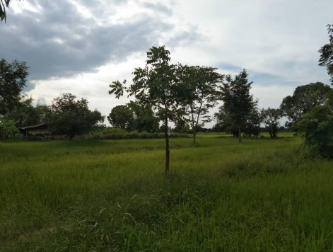 ขายทอดตลาด ที่ดินว่างเปล่า ต.(อิตื้อ)โนนสูง อ.ยางตลาด จ.กาฬสินธุ์