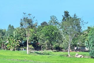 รูปทรัพย์ 2