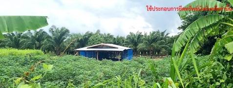 ขายทอดตลาด ที่ดินพร้อมสิ่งปลูกสร้าง ต.หนองบัว อ.หนองกุงศรี จ.กาฬสินธุ์