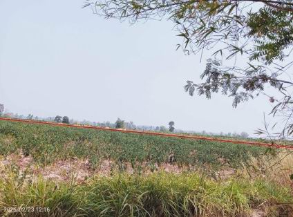 ขายทอดตลาด ที่ดินว่างเปล่า ต.หนองสรวง อ.หนองกุงศรี จ.กาฬสินธุ์