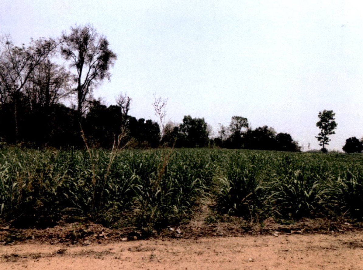 ขายทอดตลาด ที่ดินว่างเปล่า ต.ลำปาว อ.เมืองกาฬสินธุ์ จ.กาฬสินธุ์