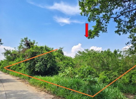 ขายทอดตลาด ที่ดินว่างเปล่า ต.อุ่มเม่า อ.ยางตลาด จ.กาฬสินธุ์