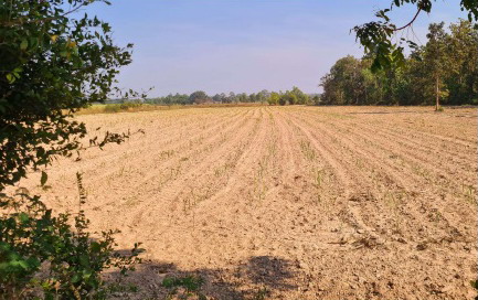 ขายทอดตลาด ที่ดินว่างเปล่า ต.หนองกุงศรี อ.หนองกุงศรี จ.กาฬสินธุ์