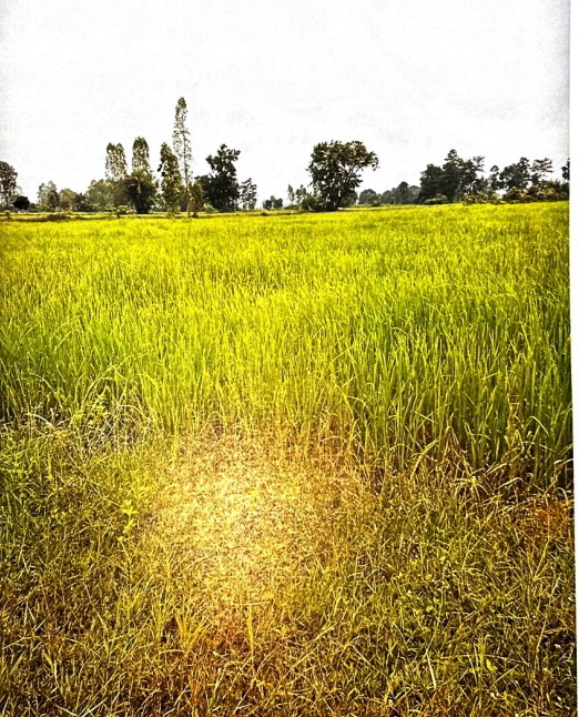 ขายทอดตลาด ที่ดินว่างเปล่า ต.เชียงเครือ อ.เมืองกาฬสินธุ์ จ.กาฬสินธุ์