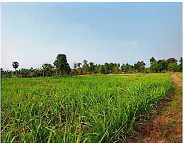 ขายทอดตลาด ที่ดินว่างเปล่า ต.โคกเครือ อ.หนองกุงศรี จ.กาฬสินธุ์