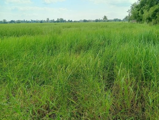 ขายทอดตลาด ที่ดินว่างเปล่า ต.กมลาไสย อ.กมลาไสย จ.กาฬสินธุ์