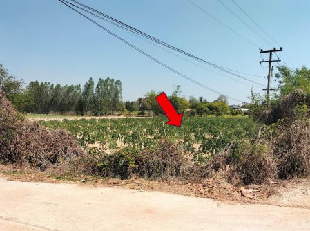 ขายทอดตลาด ที่ดินว่างเปล่า ต.หนองกุงศรี อ.หนองกุงศรี จ.กาฬสินธุ์