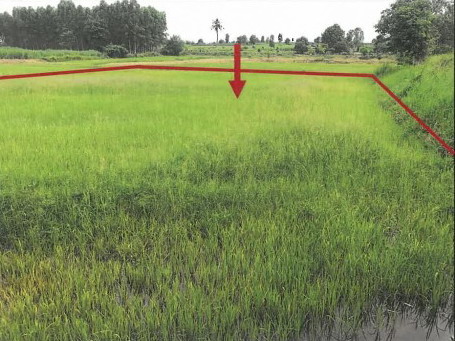 ขายทอดตลาด ที่ดินว่างเปล่า ต.หนองสรวง อ.หนองกุงศรี จ.กาฬสินธุ์